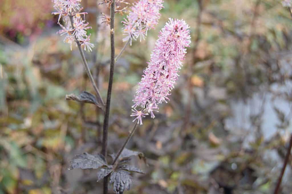 Actaea simplex Atropurpurea Group 'Brunette' ---